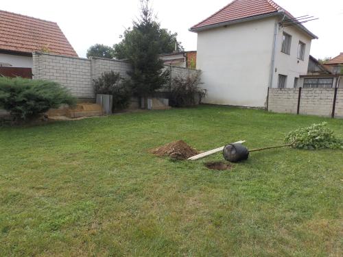 Výsadba moruší v rámci akce &quot;Stromy s pamětí&quot;